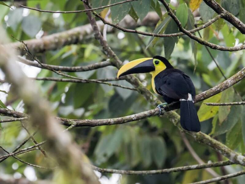Toucan du Chocó, Photos 4