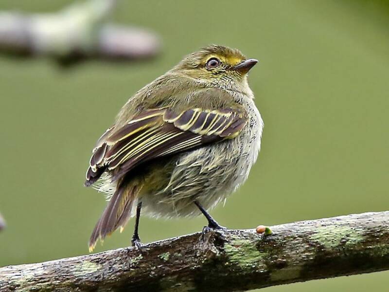 Tiranuelo del Chocó