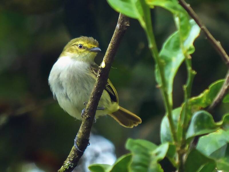 Tiranuelo del Chocó, Fotos 2