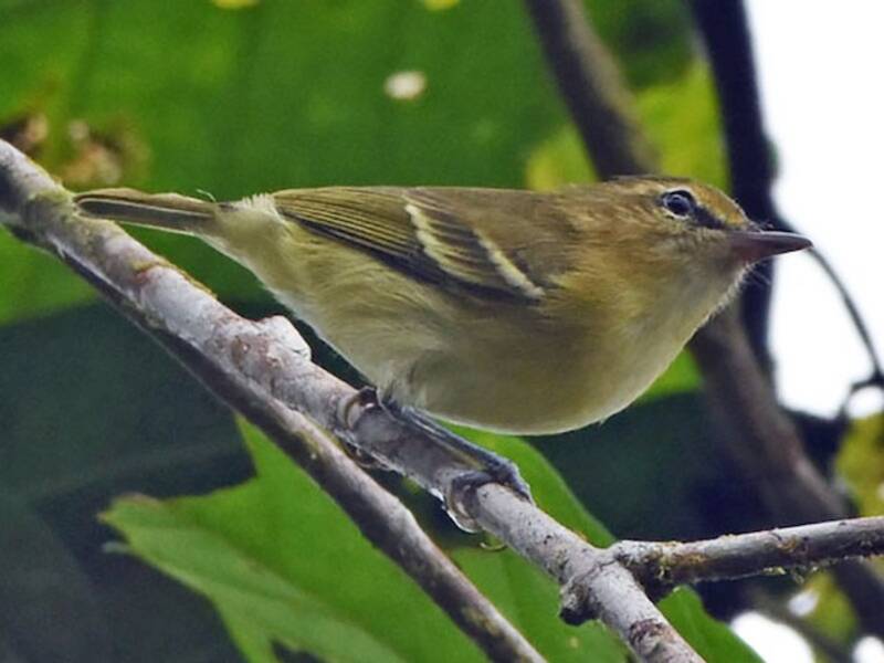 Choco-Vireo, Fotos 2
