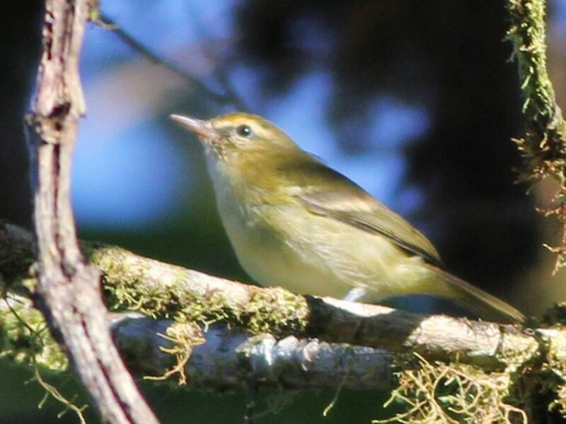 Choco-Vireo, Fotos 3