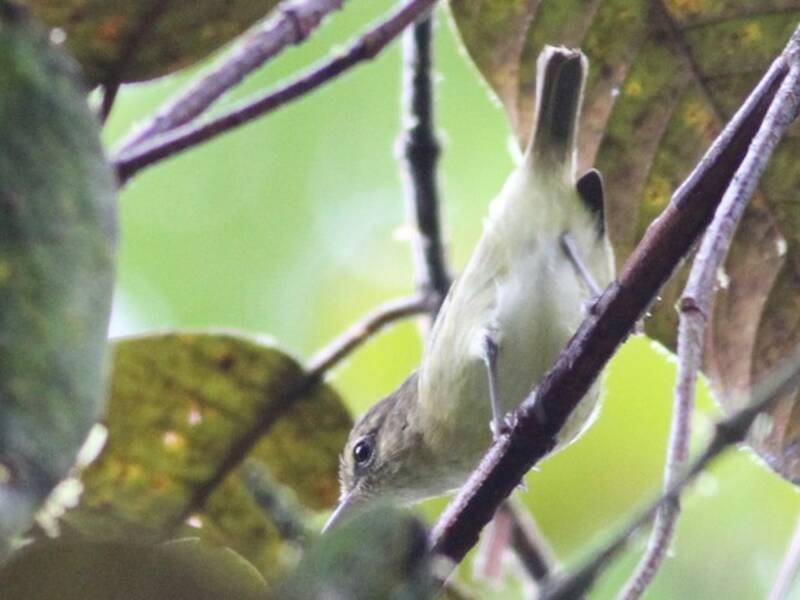 Choco-Vireo, Fotos 4