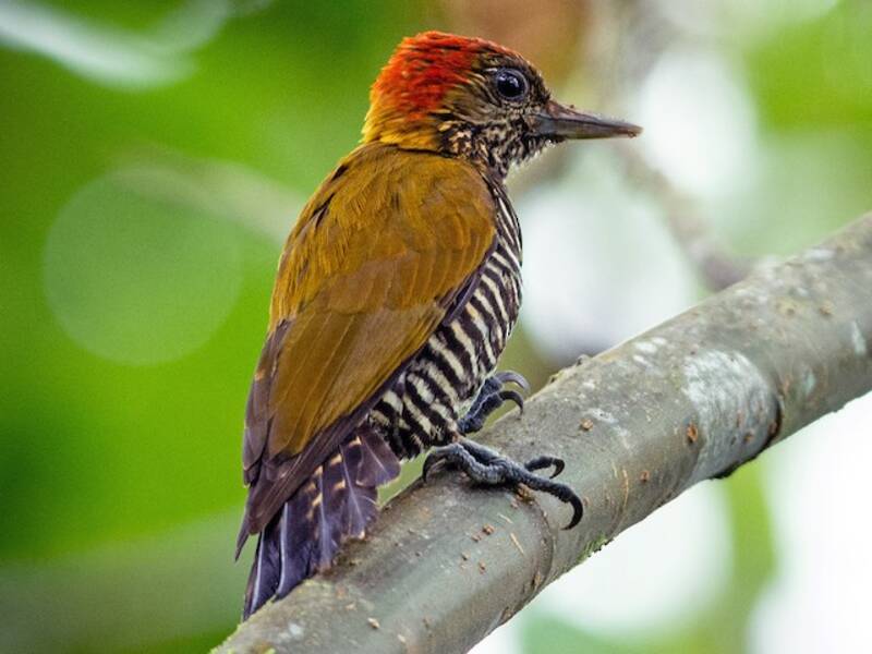 Picchio del Chocó, Foto 3