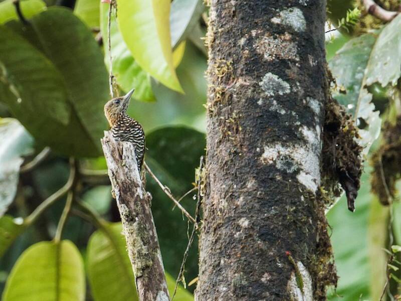 Picchio del Chocó, Foto 4