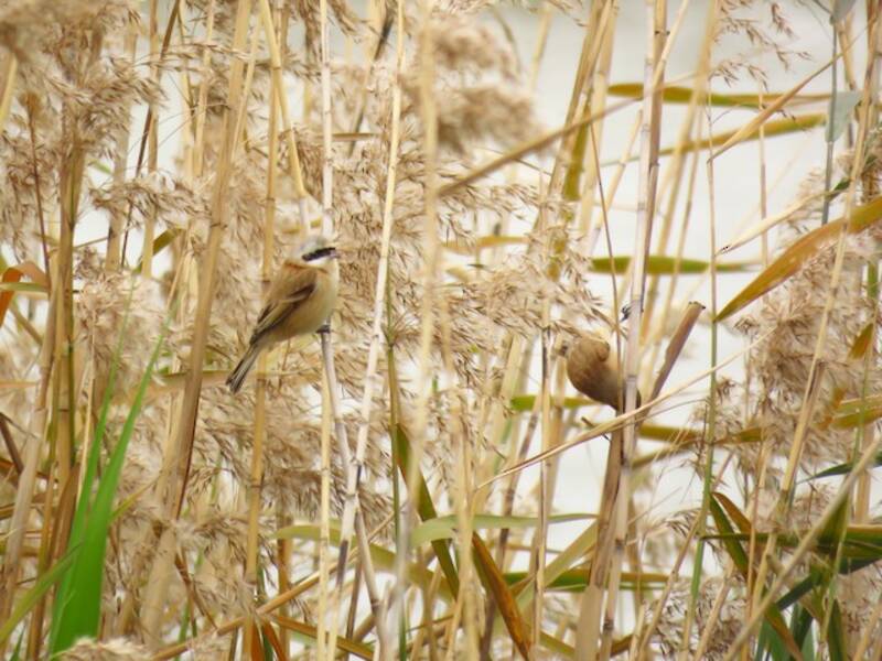 Chinese Penduline-Tit, Photos 4