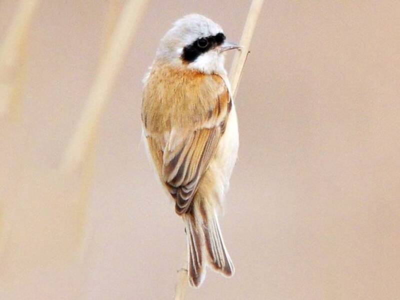 Chinese Penduline-Tit