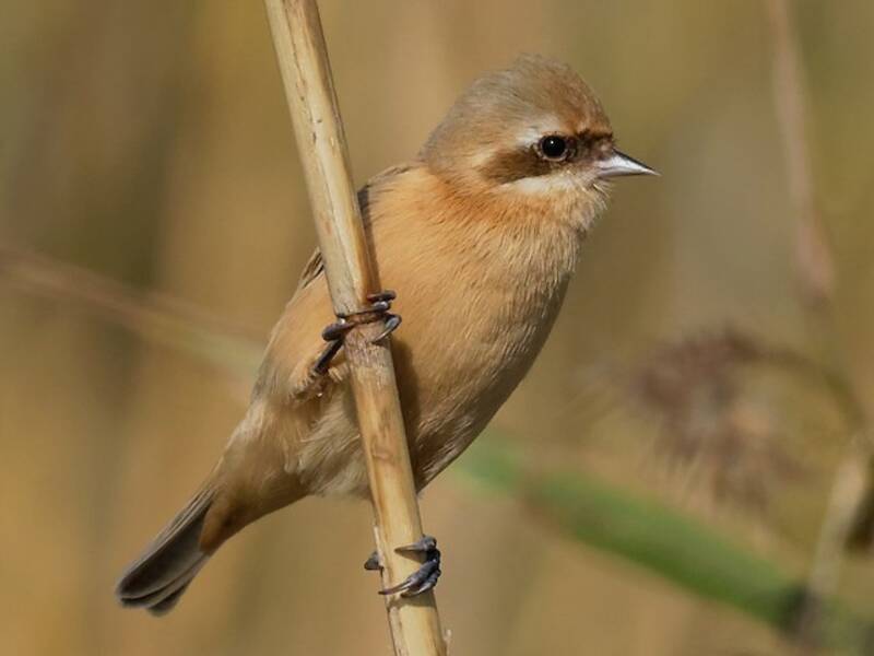 Chinese Penduline-Tit, Photos 3