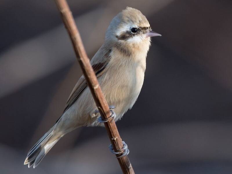Chinese Penduline-Tit, Photos 2