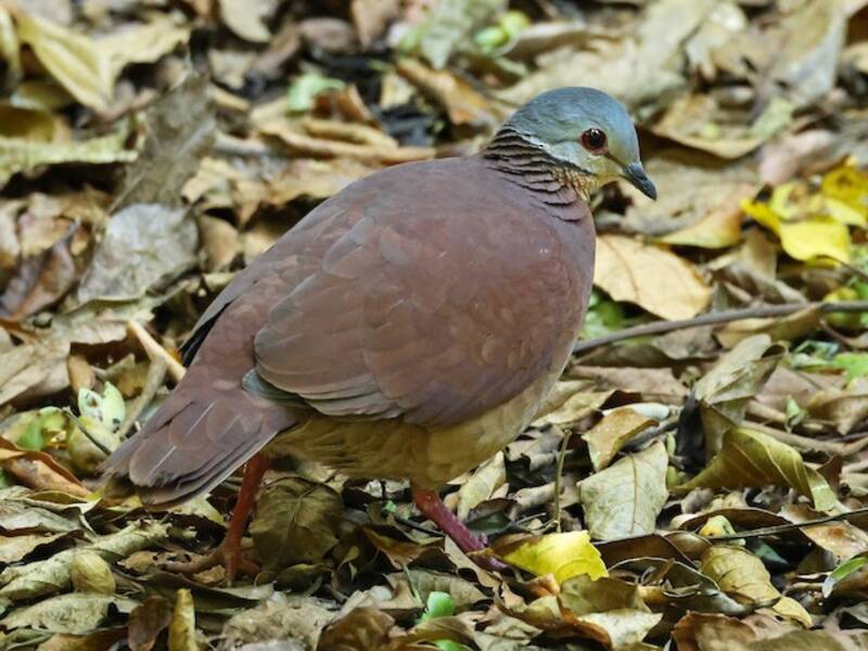 Chiriqui Quail-Dove, Photos 3