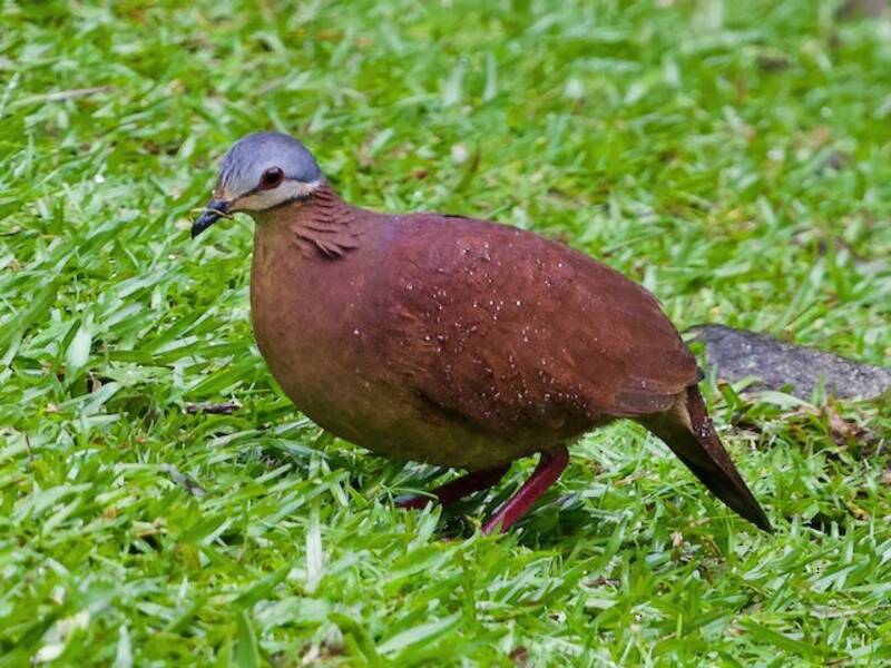 Chiriqui Quail-Dove, Photos 2