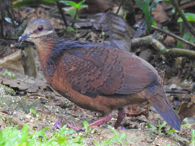 Chiriqui Quail-Dove, Photos 4