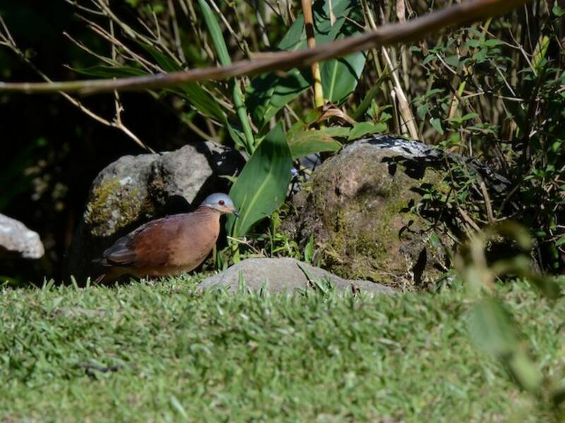 Colombe-perdrix du Chiriqui