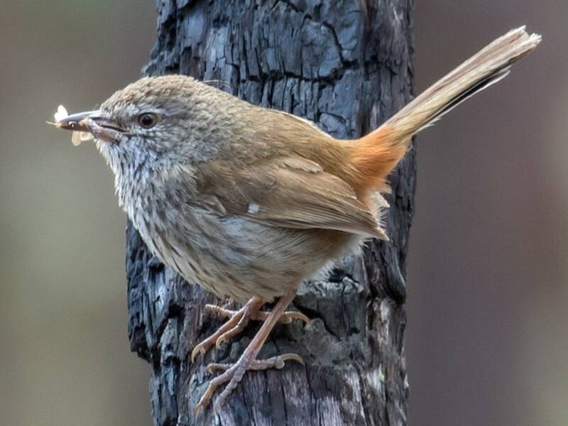 Ratona Rabadillacastaña