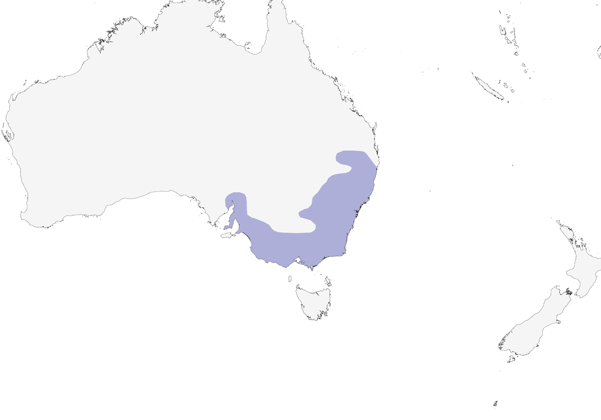 Ratona Rabadillacastaña, Distribución 1