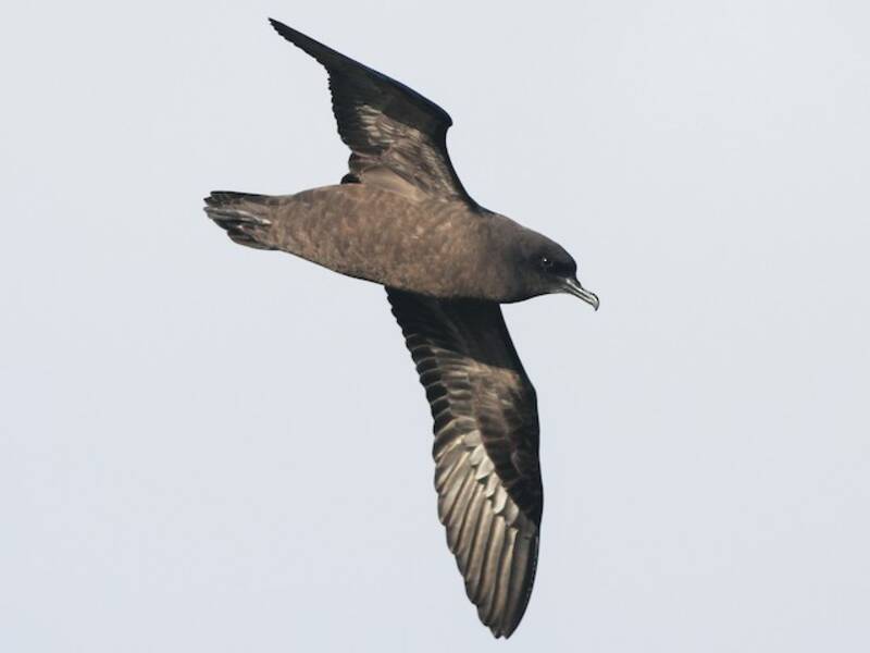 Puffin de Noël