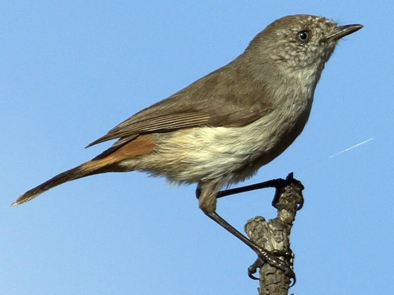 Chestnut-rumped Thornbill, Photos 4