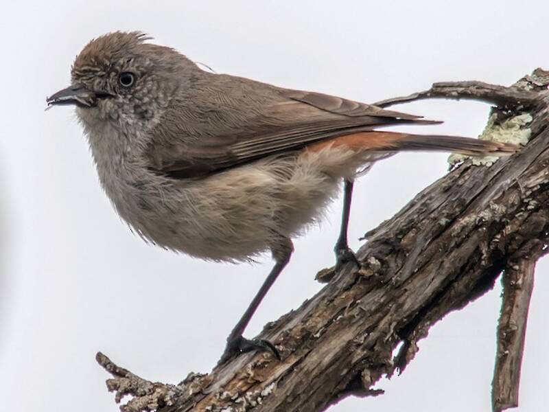 Chestnut-rumped Thornbill, Photos 3
