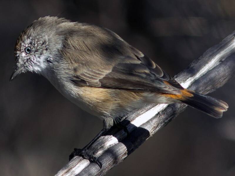 Chestnut-rumped Thornbill, Photos 2