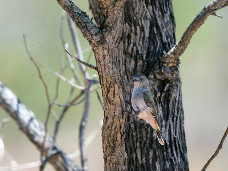 Chestnut-rumped Thornbill (Acanthiza uropygialis)