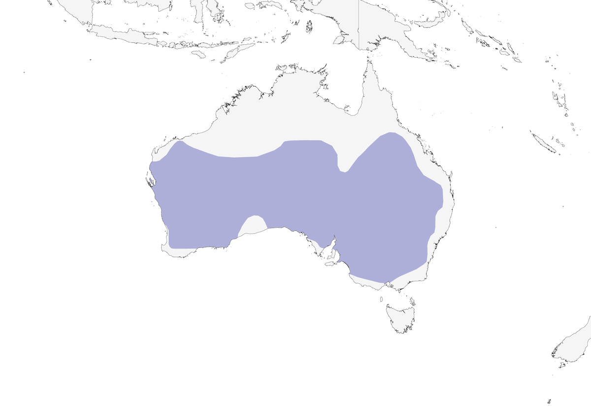 Chestnut-rumped Thornbill, Distribution 1