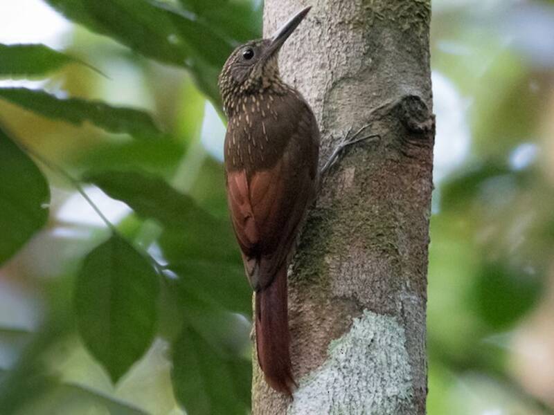 Chestnut-rumped Woodcreeper