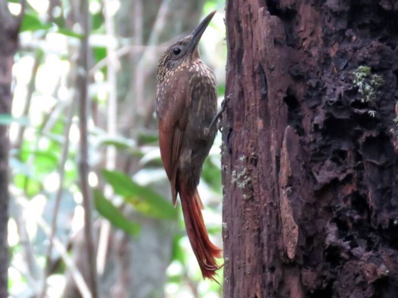 Chestnut-rumped Woodcreeper, Photos 3