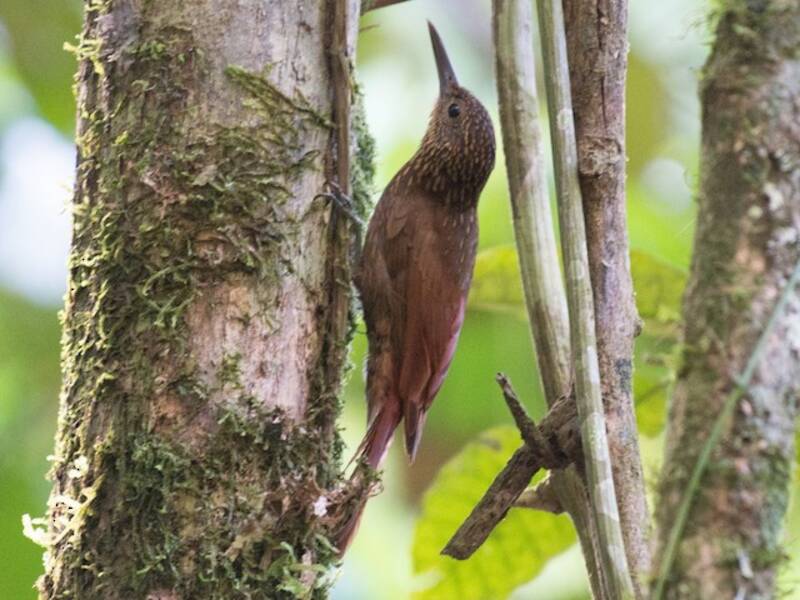 Chestnut-rumped Woodcreeper, Photos 2