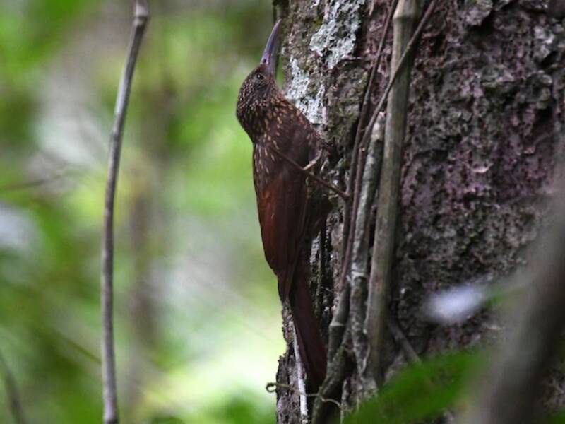 Chestnut-rumped Woodcreeper, Photos 4