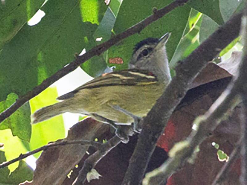 Chestnut-shouldered Antwren, 照片 3