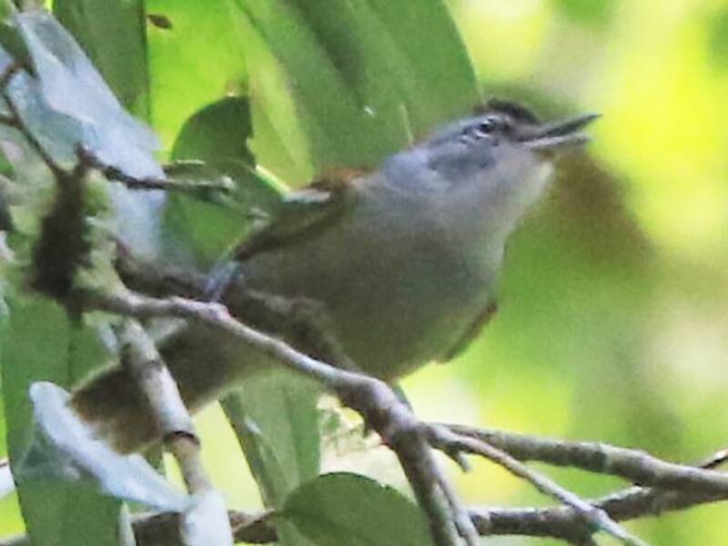 Chestnut-shouldered Antwren