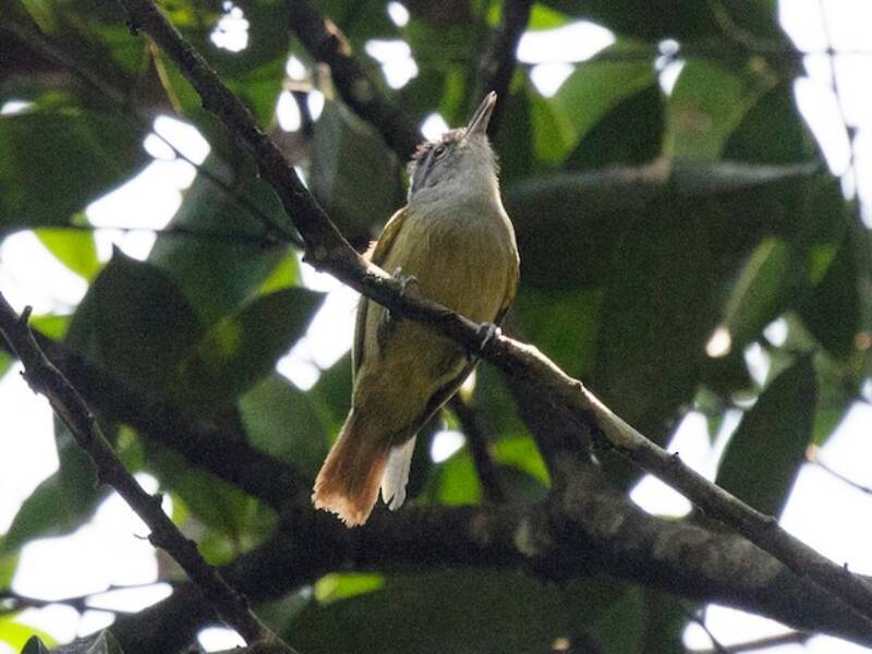 Chestnut-shouldered Antwren, 照片 2