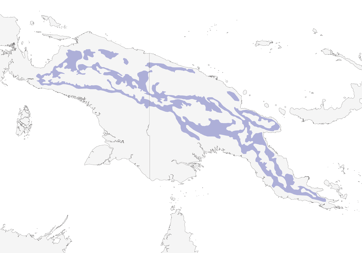 Astore di Bürgers, Distribuzione 1
