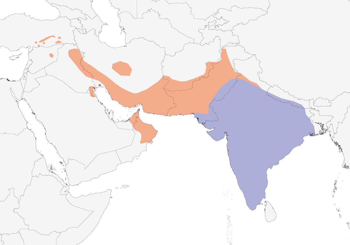 Passero golagialla, Distribuzione 1
