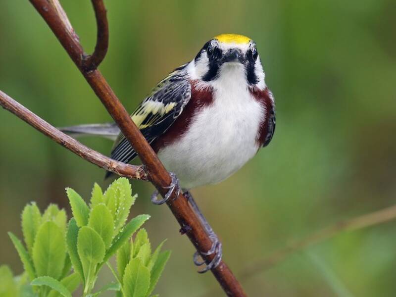 Chestnut-sided Warbler, 照片 3