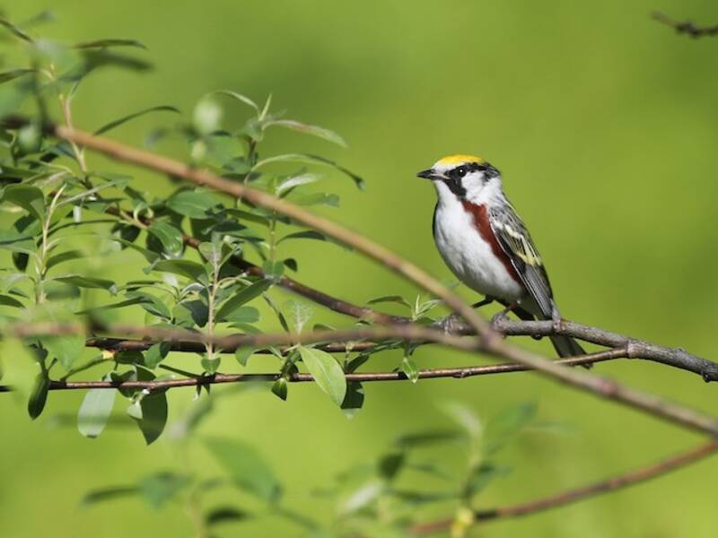 Chestnut-sided Warbler, 照片 4