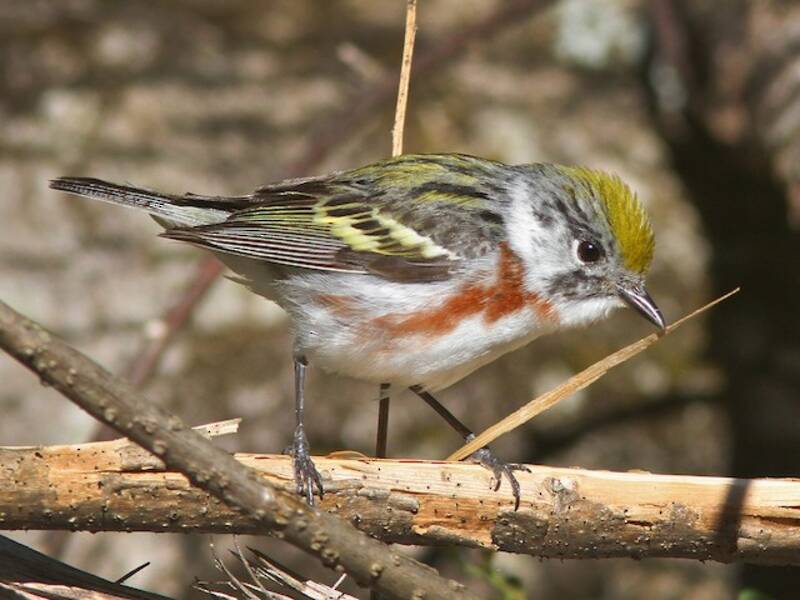 Chestnut-sided Warbler