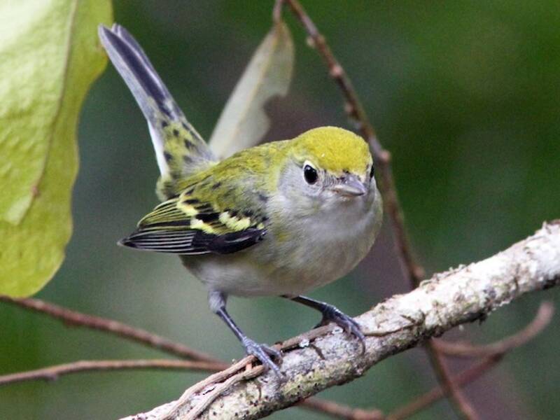 Chestnut-sided Warbler, 照片 2