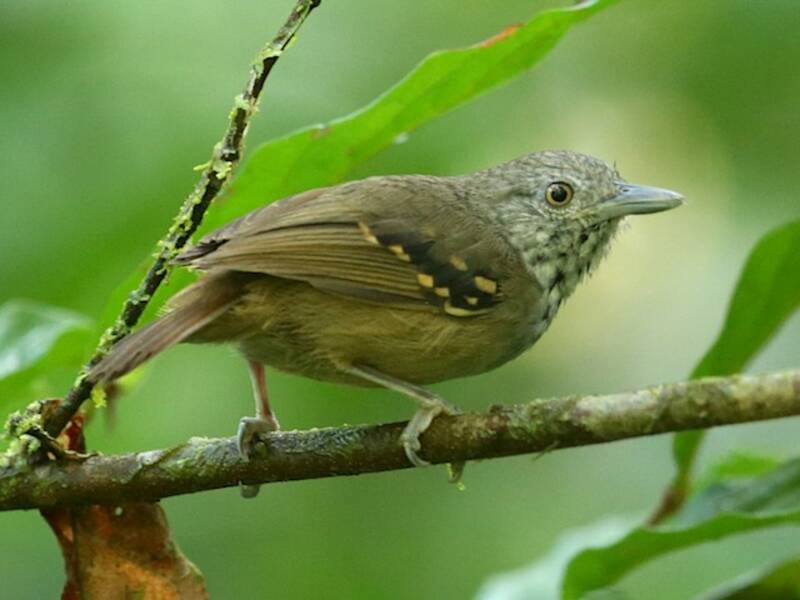 Checker-throated Stipplethroat, Photos 3