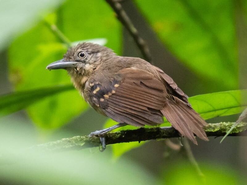 Checker-throated Stipplethroat, Photos 4