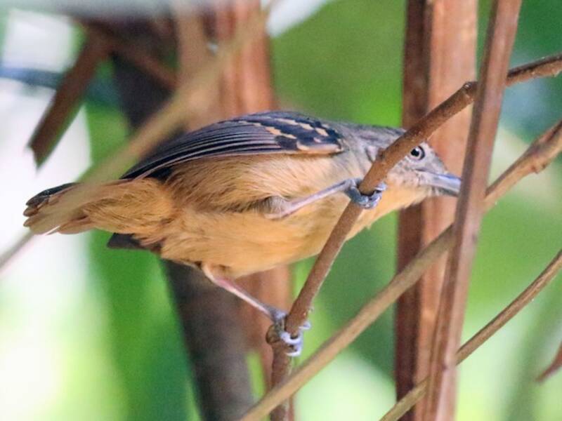 Checker-throated Stipplethroat, Photos 2