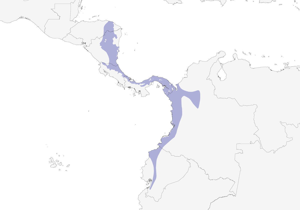 Checker-throated Stipplethroat, Distribution 1
