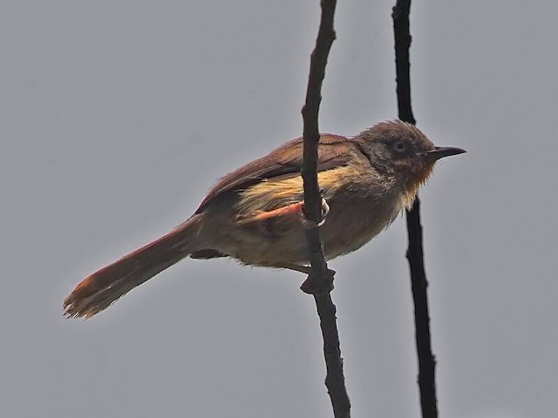 Apalide gola castana, Foto 2