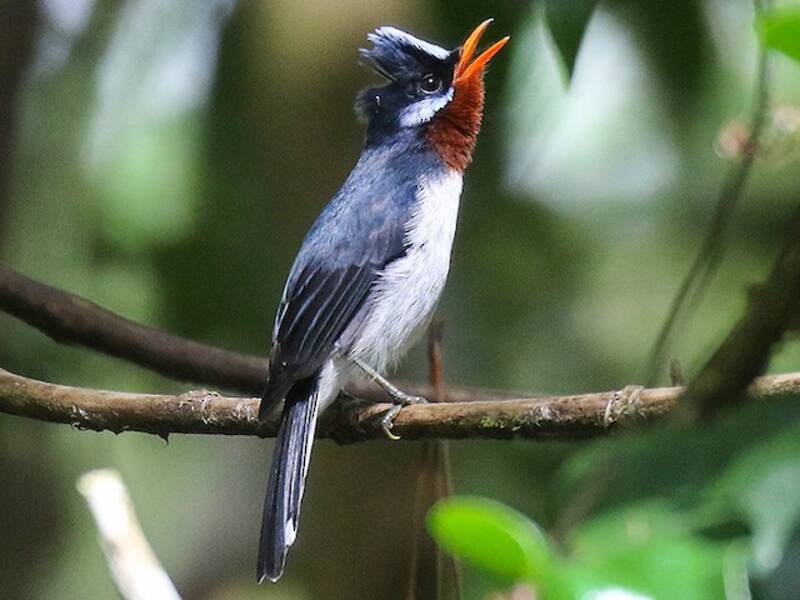 Chestnut-throated Flycatcher
