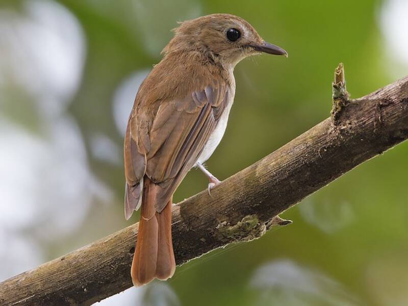Philippine Jungle Flycatcher, 照片 3