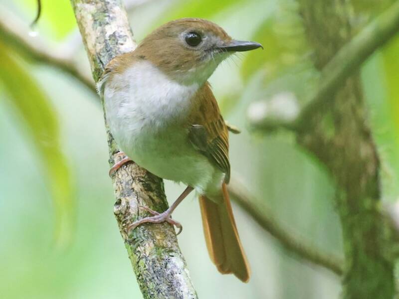 Philippine Jungle Flycatcher, 照片 2