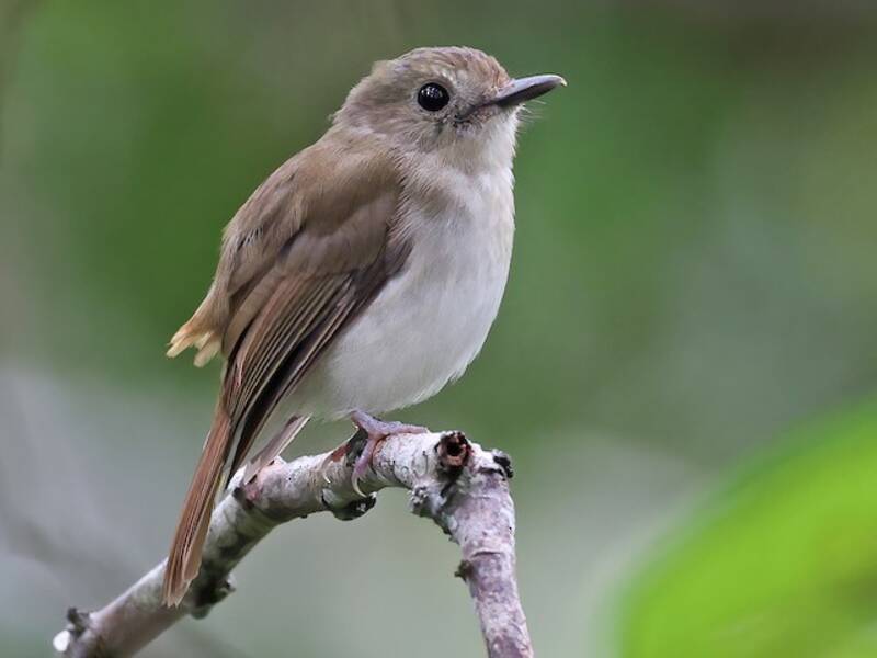 Philippine Jungle Flycatcher, 照片 4