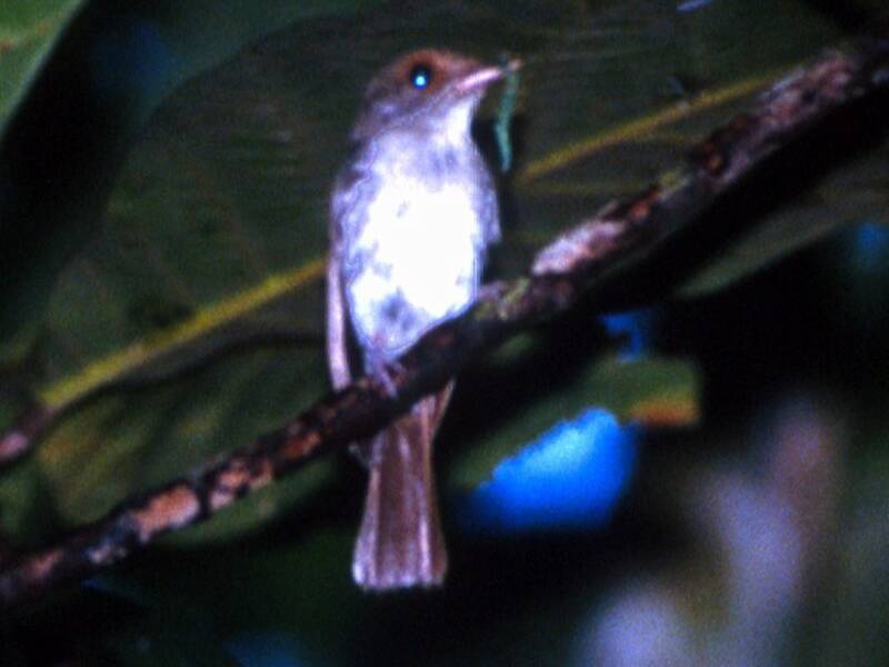 Sulu Jungle Flycatcher