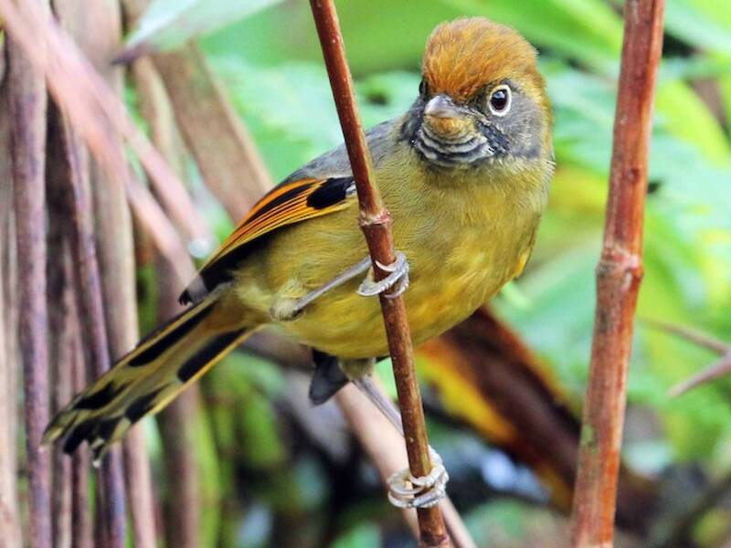 Chestnut-tailed Minla, Photos 3