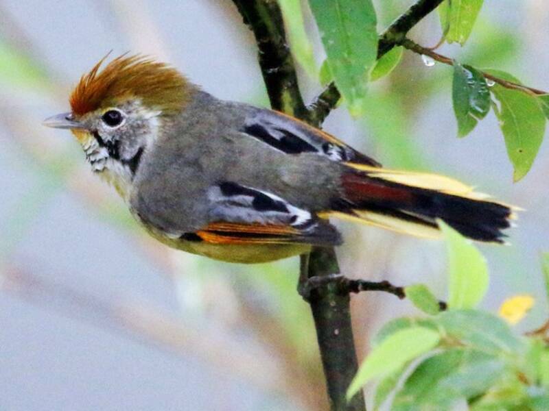 Chestnut-tailed Minla, Photos 4