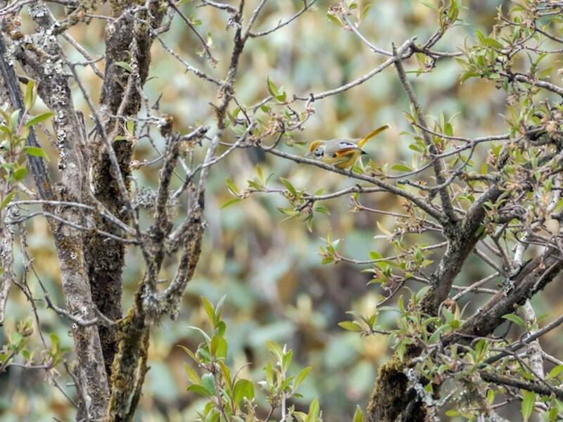 Chestnut-tailed Minla, Photos 2